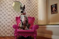 Der Hund - Des Menschen bester Freund – Der Hund