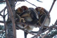 Wildes Überleben – Im Winter rücken Stumpfnasenaffen eng aneinander, um sich gegenseitig zu wärmen.