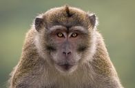 Wilde Trauminseln – Langschwanz Makaken stammen ursprünglich aus Südostasien und wurden von Niederländern vermutlich als Haustiere nach Mauritius gebracht.