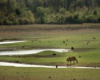Wildes Indien – Tadoba-Nationalpark, Maharashtra, Indien: Ein Tiger, der über kurzes, grünes Gras zu einem Bach hinunterläuft.