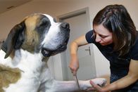 GEO Reportage – Carine Zamprogno ist Tierpflegerin bei der Fondation Barry, der nach dem berühmten Lawinenhund Barry benannten Stiftung.