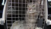 Der Katzenflüsterer – Twinkle in a cat carrier.