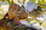 Madagaskar oder der große Karneval der Chamäleons – Madagaskar, eine Art Garten Eden für die große Vielfalt an Chamäleonarten
