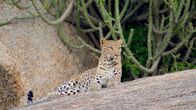 Oasen - Inseln des Lebens – Im Sanjay Gandhi Nationalpark gibt es die höchste Leopardendichte der Welt.