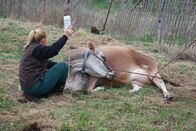 Der unglaubliche Dr. Pol – Dr. Nicole verabreicht einer Kuh mit Milchfieber eine Dosis Kalzium. (National Geographic/Logan Bartrand)