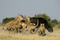 Duell am Okawango – DUBA PLAINS, OKAVANGO DELTA, BOTSWANA: A lion pride hunts a buffalo. (Photo Credit: