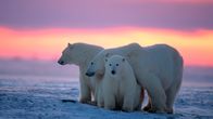 Die Reise der Eisbären – Eisbärin mit ihren einjährigen Jungen vor dem arktischen Sonnenuntergang.
