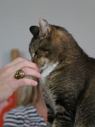 Der Katzenflüsterer – Zachary sniffing Jackson's hand.
