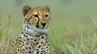 Geborene Jäger – An African cheetah, surveying the landscape.