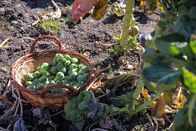 Heimatleuchten – Gartenarbeit mit Anna Vill