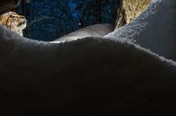 Luchs – Um den Luchs fotografieren zu können, sind gute Verstecke notwendig. Schnee und Laubwerk helfen dabei.