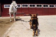 Kommissar Rex – Ein Typ zum Pferdestehlen: Rex hat sich in ein Pferd verliebt... Der Schimmel steht auf dem Reiterhof von Frau Sikora, deren Mann tot aufgefunden wurde.