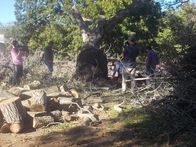 Geld stinkt nicht – Chico, CA, USA: The guys work on the tree's roots.