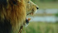 Geborene Jäger – A lion patrolling the african savannah, roaring.