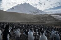 Explorer: Der Lavasee – Auf Saunders Island wimmelt es von Wildtieren, und hier leben über eine Million Pinguine. (National Geographic/Ryan Valasek)