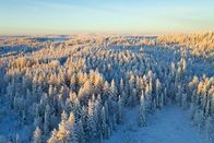 Unser grüner Planet – In nördlichen Breiten, wie in Finnland, dominieren Nadelbäume die Landschaft.