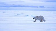 Alpha-Tiere – Eisbären haben eine der feinsten Nasen des Tierreichs. Bei der Suche nach paarungsbereiten Weibchen verlassen sie sich in erster Linie auf ihren Geruchssinn.