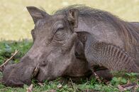 Von Freunden und Feinden – Im Nationalpark in Uganda haben die Warzenschweine eine interessante Beziehung mit den in Gruppen lebenden Zebramangusten.