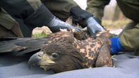 Seeadler hautnah – Nicht immer gelingt eine Auswilderung. (Weitere Bilder auf Anfrage)