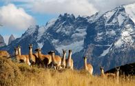 Wildes Patagonien – Unterschiedlicher könnte es nicht sein: Im Süden Patagoniens verhindern eisige Winde beinahe jede Vegetation, der Westen dagegen beheimatet zahlreiche seltene Tiere und Pflanzen ...