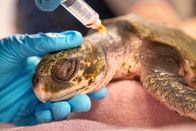 Ein perfekter Planet – Durch sich verändernde Meeresströmungen verschlägt es Karibische Bastardschildkröten immer wieder viel zu weit in den Norden, und sie werden an die Strände gespült. Naturschützer sammeln die bewegungsunfähigen Schildkröten ein. Im New England Aquarium in Boston ist man mittlerweile darauf spezialisiert, die hilflosen Meeresbewohner zu behandeln.