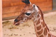 Giraffe, Erdmännchen & Co. – Das zwei Wochen alte Giraffenmädchen Kimara.