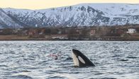 Atlantik - Ozean der Extreme – Ein Orca schaut sich nach Beute oder Artgenossen um und wird dabei von einer Drone gefilmt.