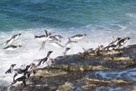 Wanderungen im Tierreich – Felsenpinguine (Eudyptes chrysocome) springen aus dem Wasser Saunders Island - The Neck Falkland Islands
