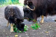 Zoobabies – Das Moschusochsenkalb Quengel mit Mutter Momsel im Tierpark Berlin.