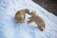 Tierbabys mit der Ente – Eisbärbabys toben im arktischen Schnee.