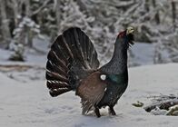 Universum: Ötscher - Im Reich des sanften Riesen – Auerhahn.