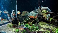 Anna und die Haustiere – Piranhas 3