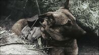 Apokalypse Zweiter Weltkrieg – Ende 1942. Russischer "Kamikaze"-Hund, ausgerüstet mit ferngesteuertem Sprengstoff, ein verzweifeltes Mittel, um den unerbittlichen Vormarsch der deutschen Panzer aufzuhalten.
