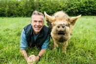 Terra X: Faszination Erde – Schweinchen schlau: Schweine zählen zu den verkannten Genies unter den Tieren. Sie sind viel schlauer als ihr Ruf.