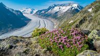 Die Alpen – Der mächtige Aletschgletscher ist der größte und längste Gletscher der Alpen.