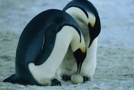 Die Reise der Pinguine – Pinguine brüten ihren Nachwuchs gemeinsam aus.