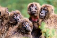 Queens - Königinnen des Tierreichs – Die Gelada-Schwesternschaft sitzt zusammen. (National Geographic für Disney/Oscar Dewhurst)