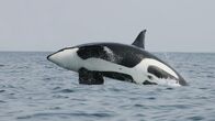 Wildtiere vor der Kamera – Orca