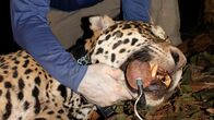 Der Jaguar - Herrscher des Dschungels – Boone Smith with a sedated 6 year old male jaguar, Wilson.