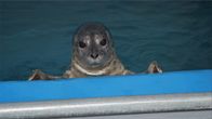 Alaskas Wildtier-Retter – Cordova Kid the harbor seal enjoying the pool. (National Geographic/Symbio Studios)