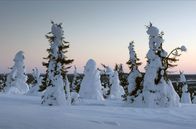 Skandinavien – „Tykky“ nennen die Finnen diese Art von dickem, schwerem Schnee, der vor allem in Lappland ganze Bäume wie eine Decke umhüllt.