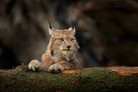 Helden der Evolution – Luchs.