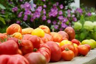 Zu Tisch ... – Bunte Vielfalt und paradiesisch frisch: Die Tomatenernte eines Sommertages aus dem Garten Hofmann in Südburgenland.