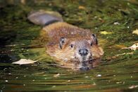 Wildes Kanada – Niedlicher Biber schwimmt