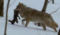 Unser Hund – Ursprünglich stammt der Hund vom Wolf ab. Wölfe sind Jäger und Rudeltiere. Chef des Rudels ist immer der Leitwolf, das stärkste Tier im Rudel. Er bestimmt, was gemacht wird, ihm folgen alle anderen.