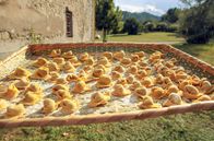 Zu Tisch ... – Die vegane Variante der Tortellini ist mit Sommergemüse gefüllt.