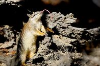 Mini-Monster - Australiens flauschige Räuber – Mini-Monster - Australiens flauschige Räuber (2019)