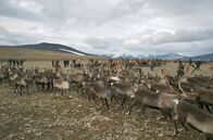 Re: – Die Rentiere in der Sami-Gemeinde Girjas werden eingefangen.