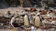 Wildes Peru – Punta San Juan, Peru - Möwe, die sich neben zwei Humboldt-Pinguinen räkelt.