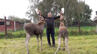 Terra Xpress – Thomas Golz beim Füttern der beiden Elchmädchen Astrid und Alma.